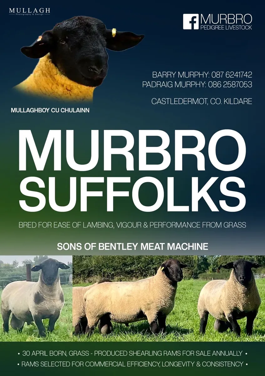 Pedigree Suffolk Rams & Ewes - Image 2