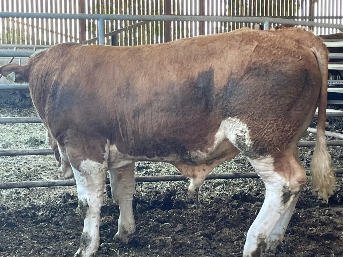 2 super PBR Simmental bulls - Image 2
