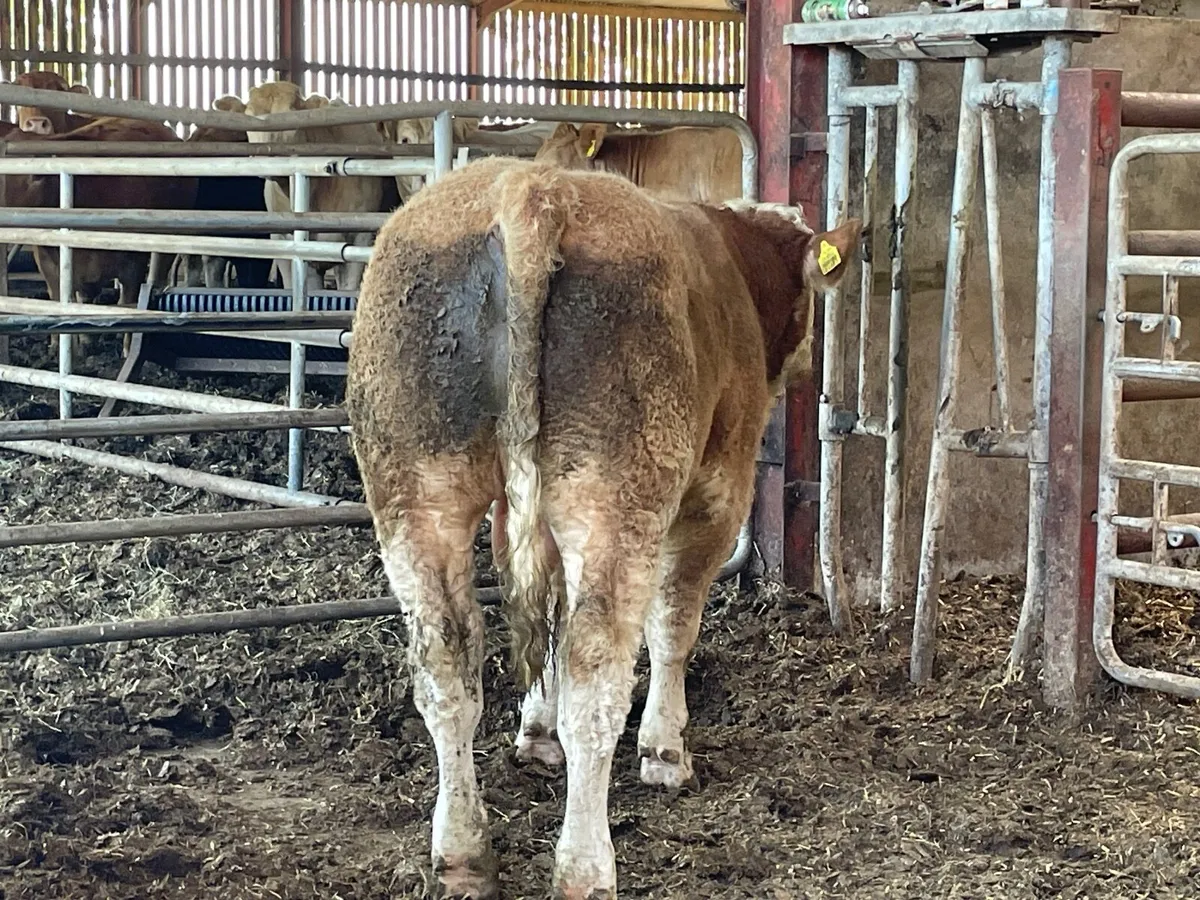 2 super PBR Simmental bulls - Image 3