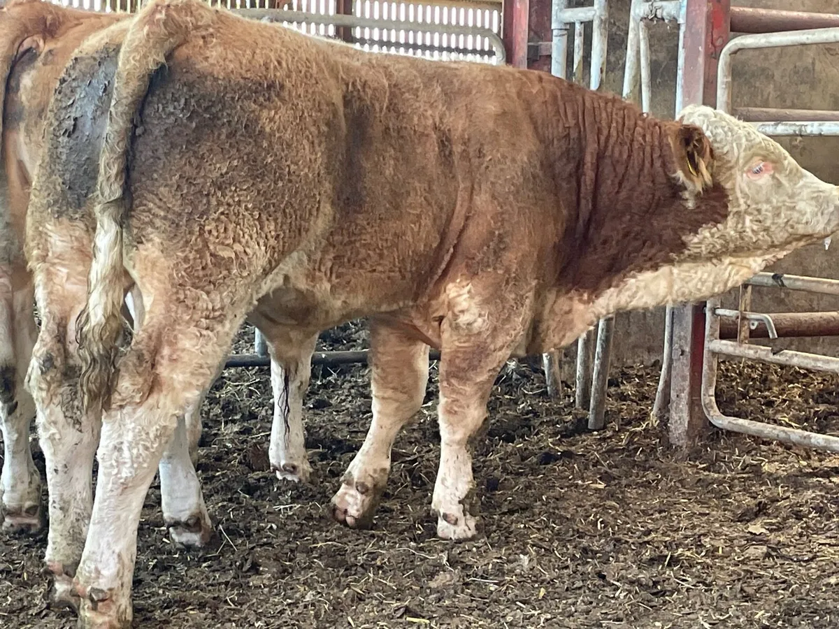2 super PBR Simmental bulls - Image 1