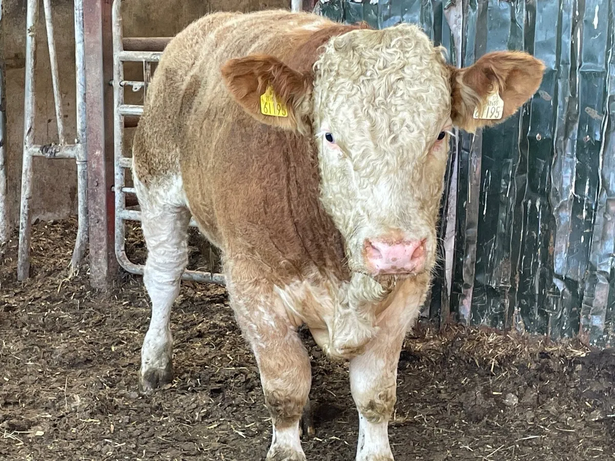 2 super PBR Simmental bulls - Image 4