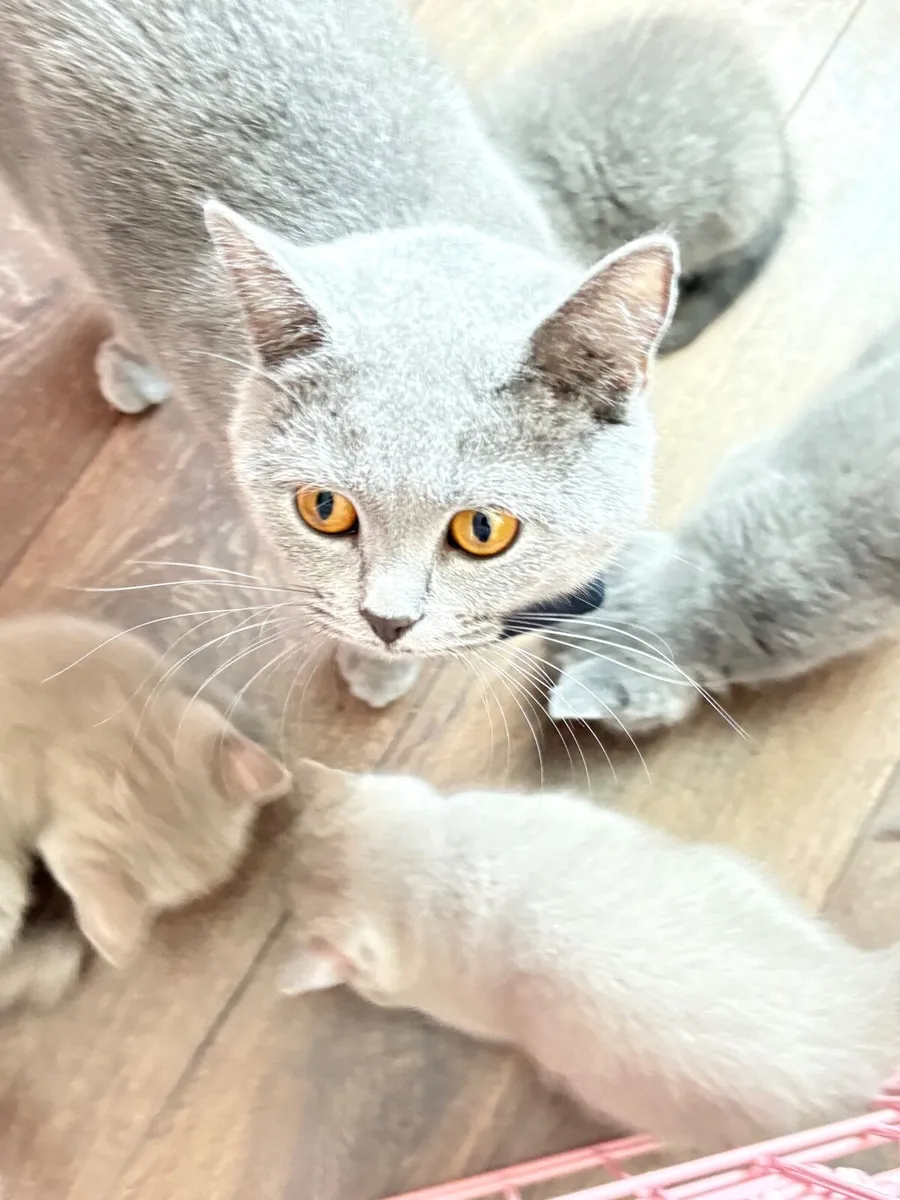 British Short Hair kittens - Image 2