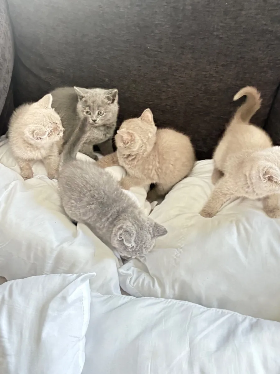 British Short Hair kittens - Image 1