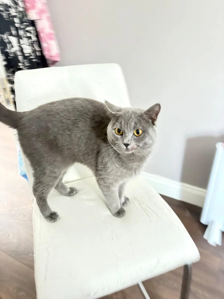 British Short Hair kittens - Image 3