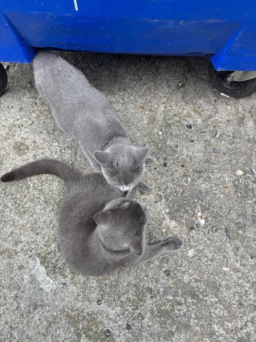 British Short Hair kittens - Image 4