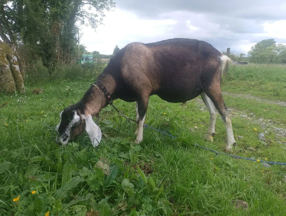 Goats - Image 2
