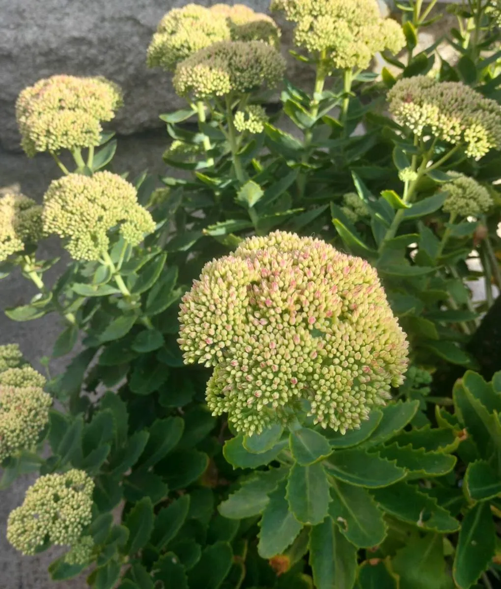 Perennial plants don’t get much easier than sedum, - Image 3