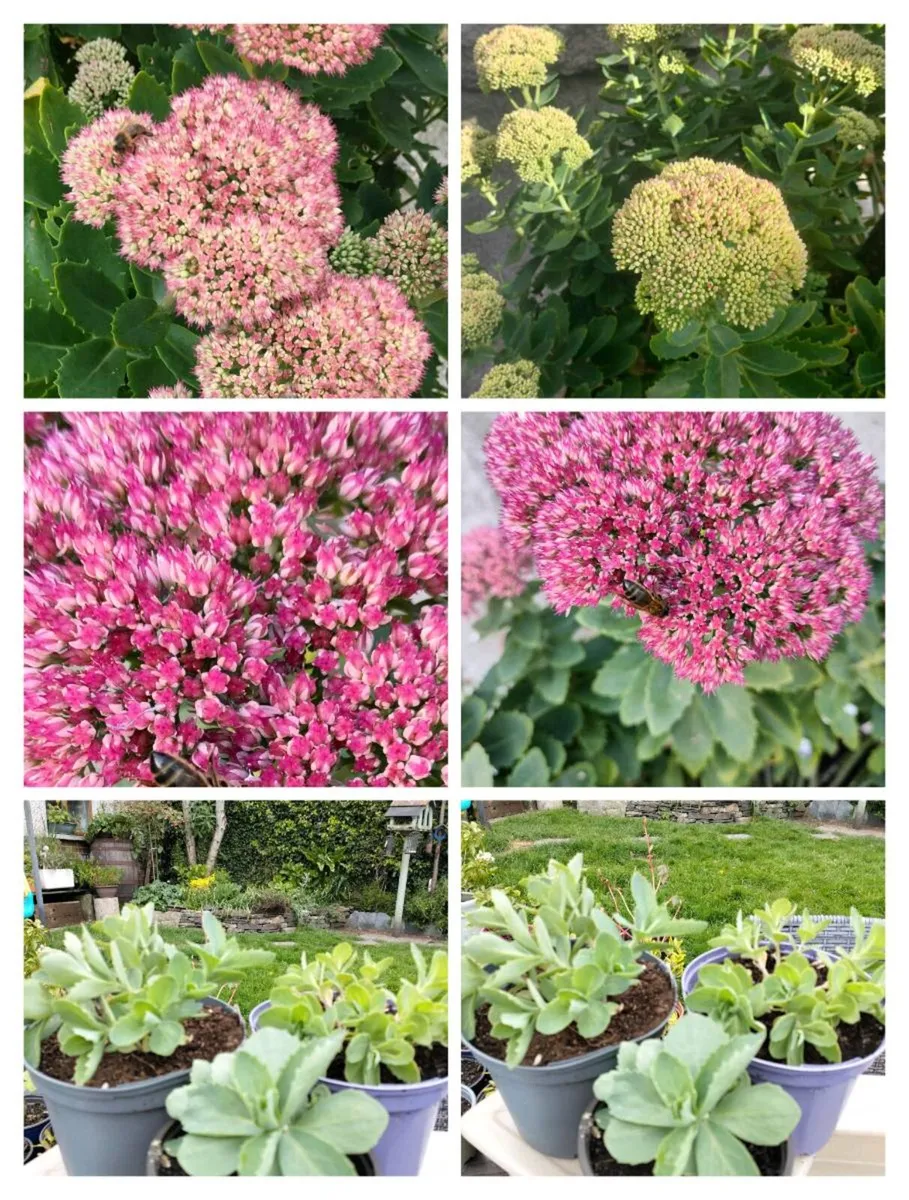 Perennial plants don’t get much easier than sedum, - Image 1