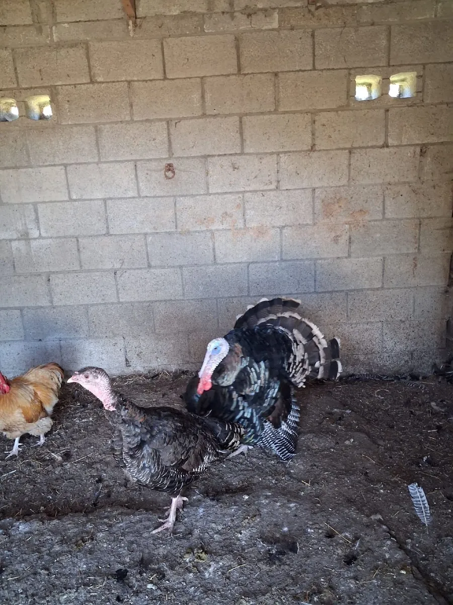 Selection of fowl - Image 1