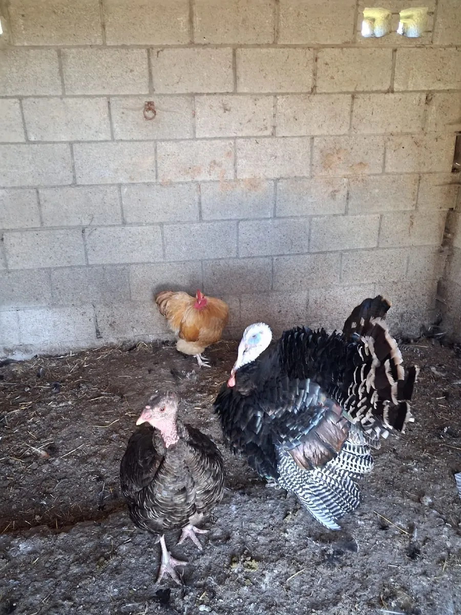 Selection of fowl - Image 2