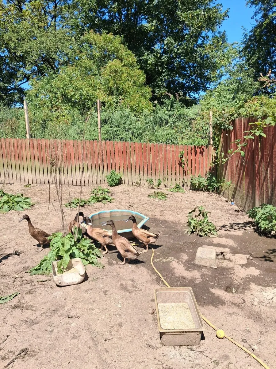 Selection of fowl - Image 4