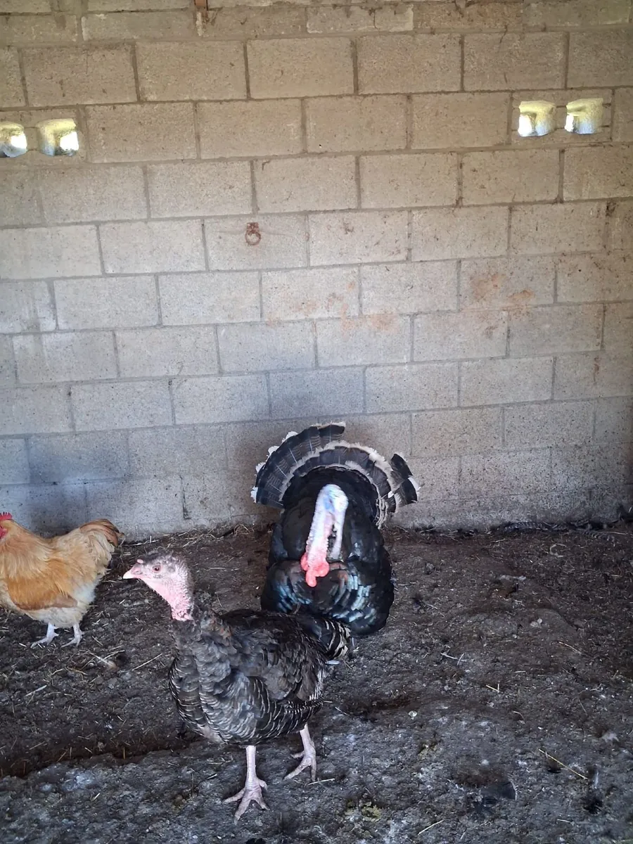 Selection of fowl - Image 3