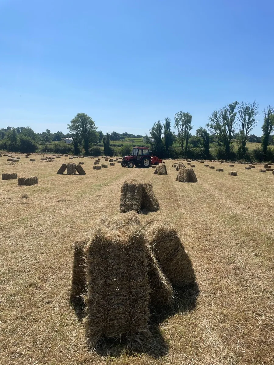 Square Bales of Hay