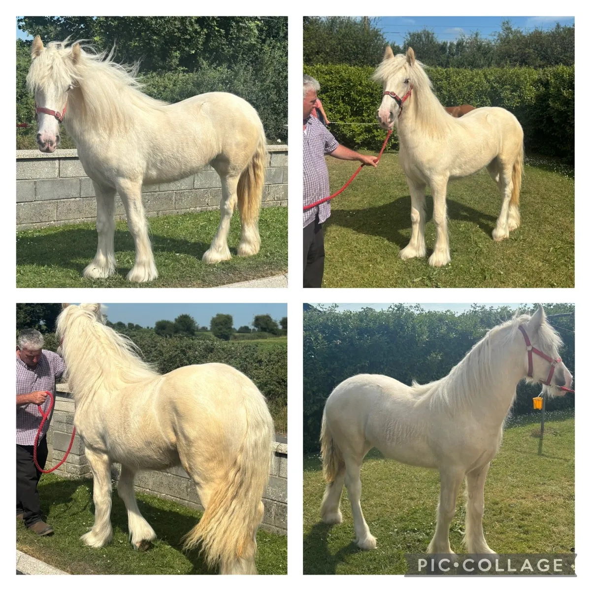 Exceptional palomino Yerling Filly - Image 1