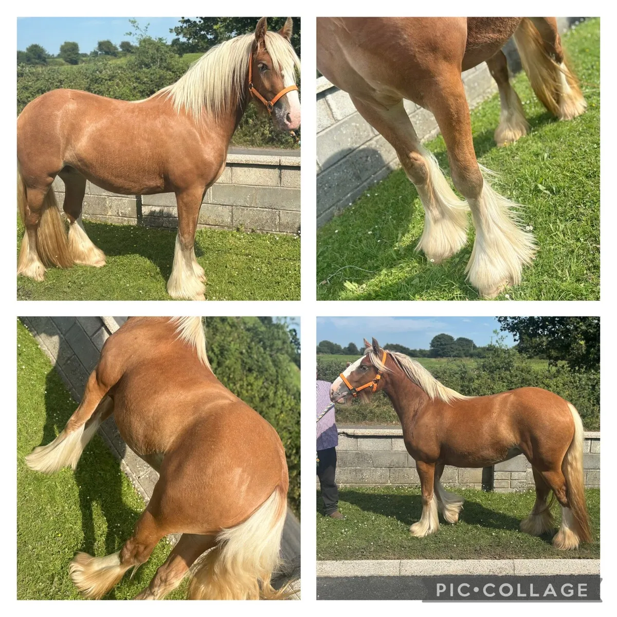 Top class 3 year old Mare - Image 1