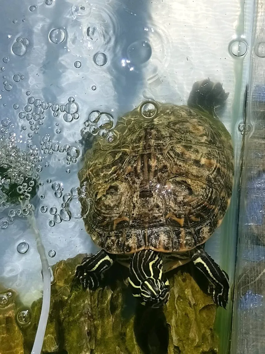 Turtles - Image 1