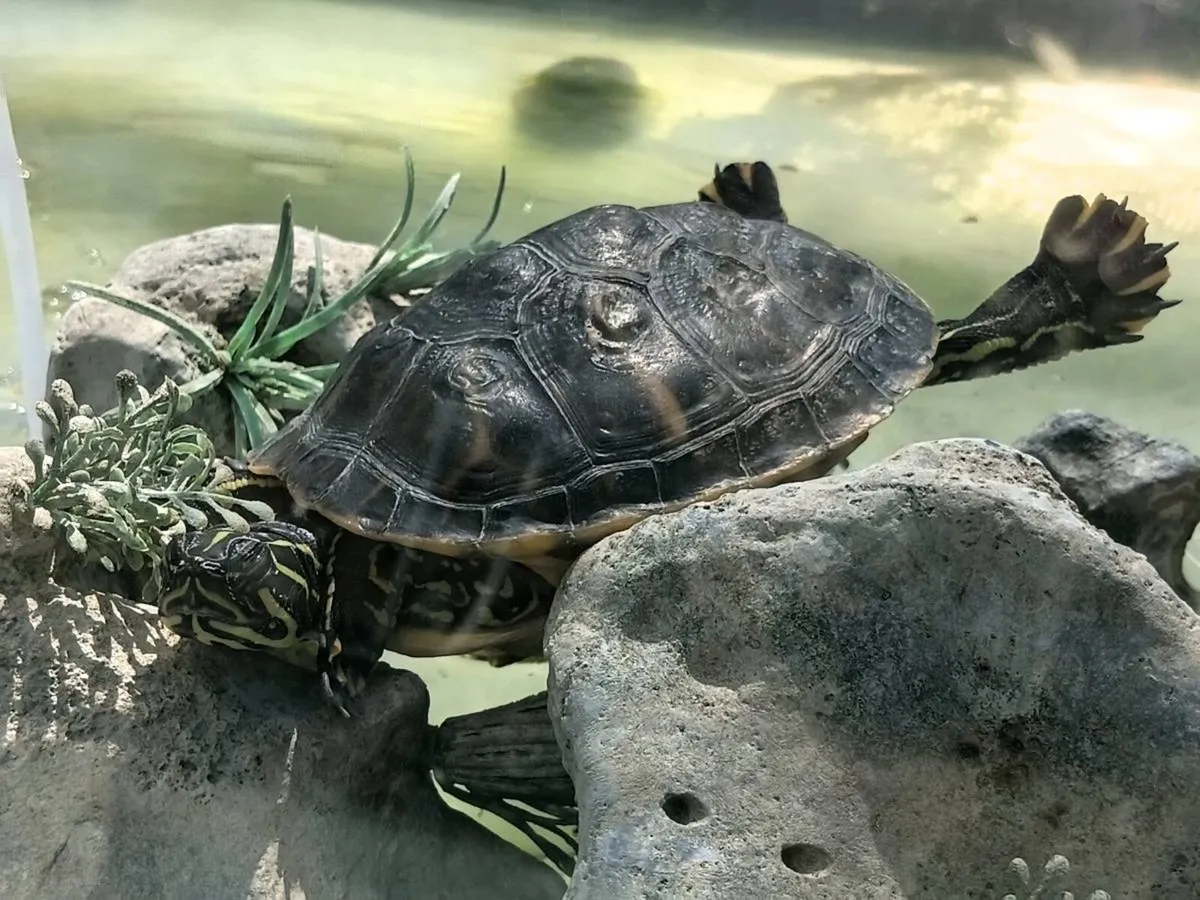 Turtles - Image 2