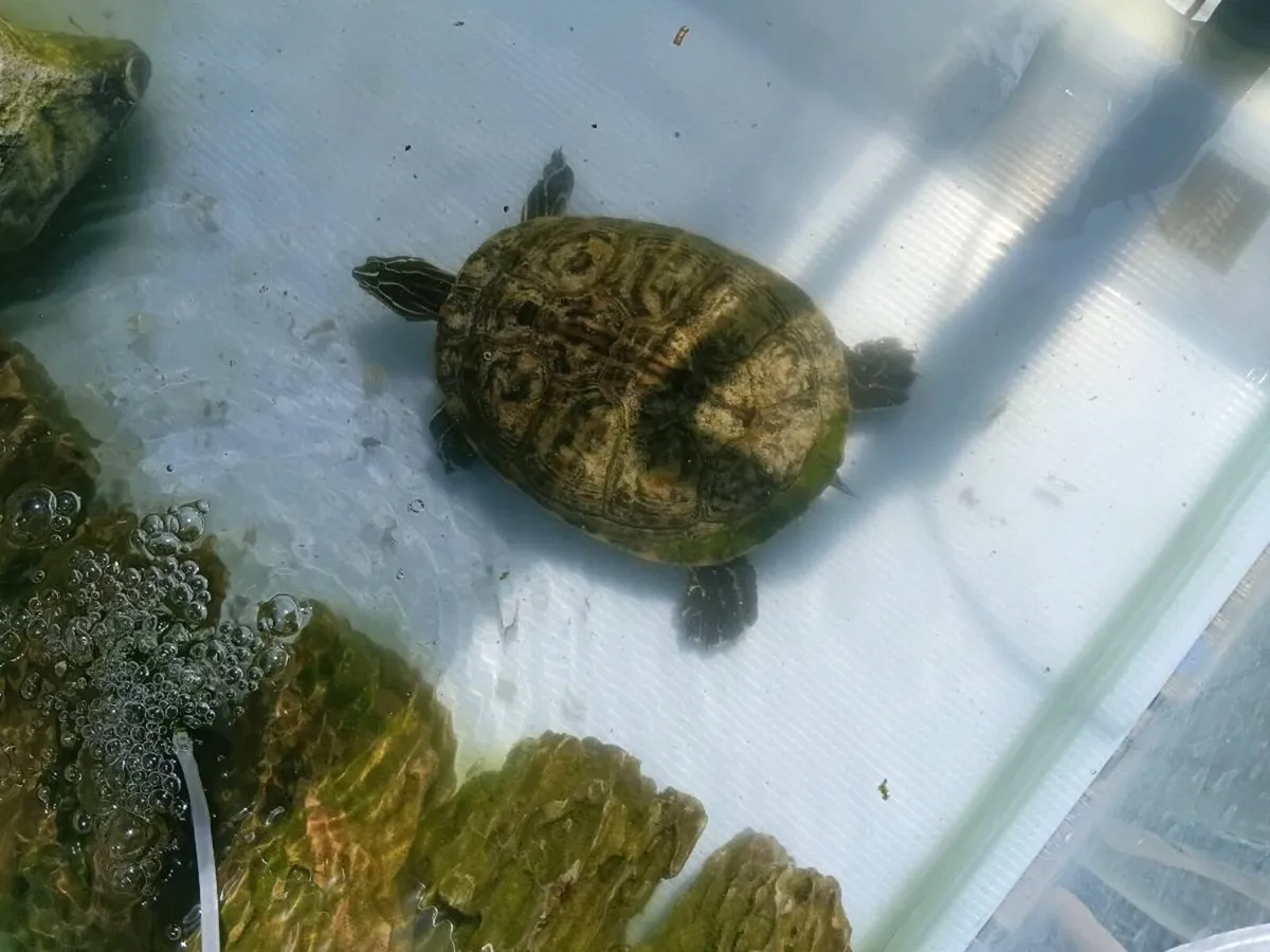 Turtles - Image 3