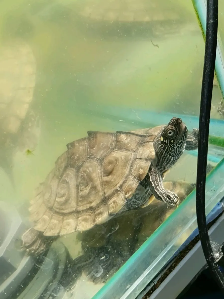 Turtles - Image 4