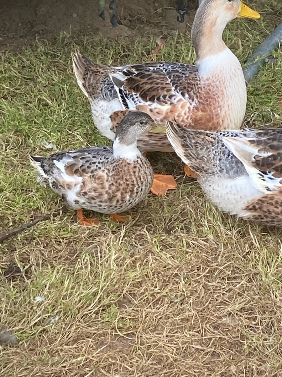 Calling Ducks and more - Image 2