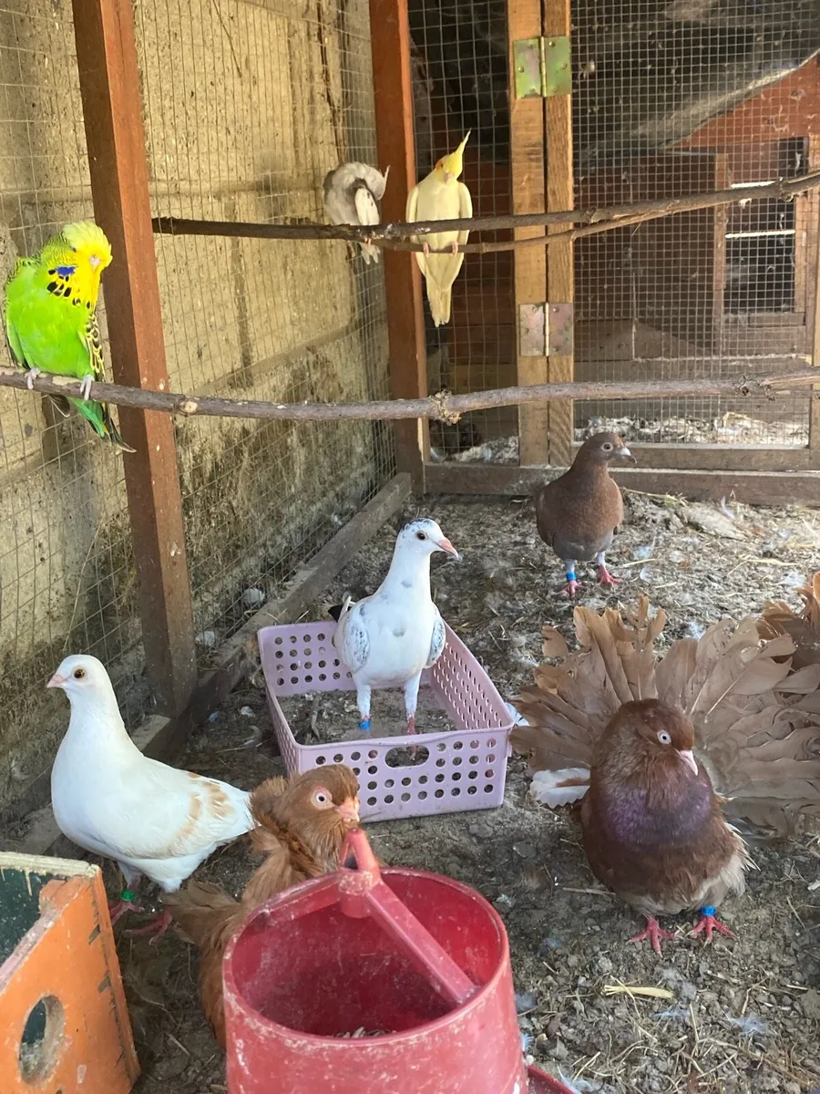 Chicks for sale and more - Image 1
