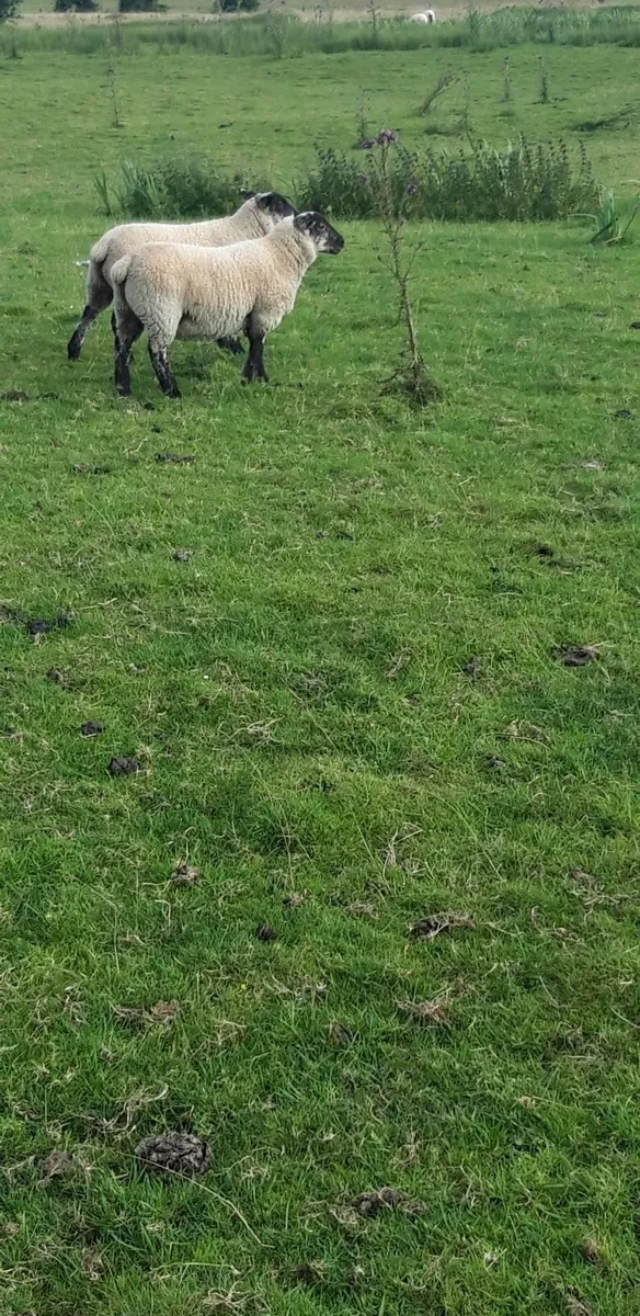 80 Suffolk Store Lambs - Image 4
