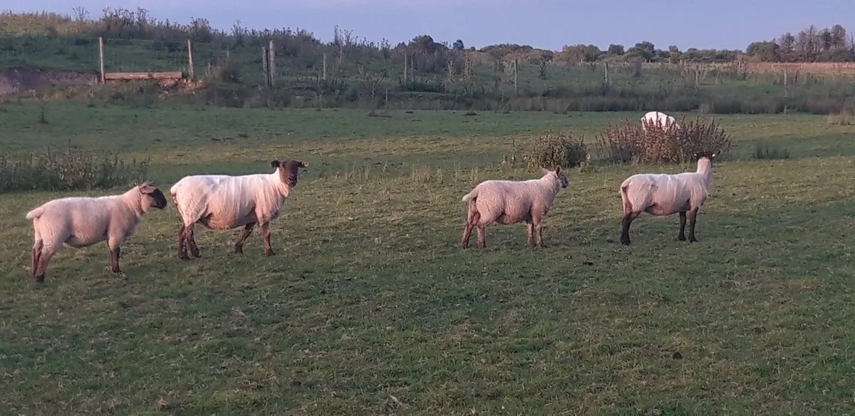80 Suffolk Store Lambs - Image 3