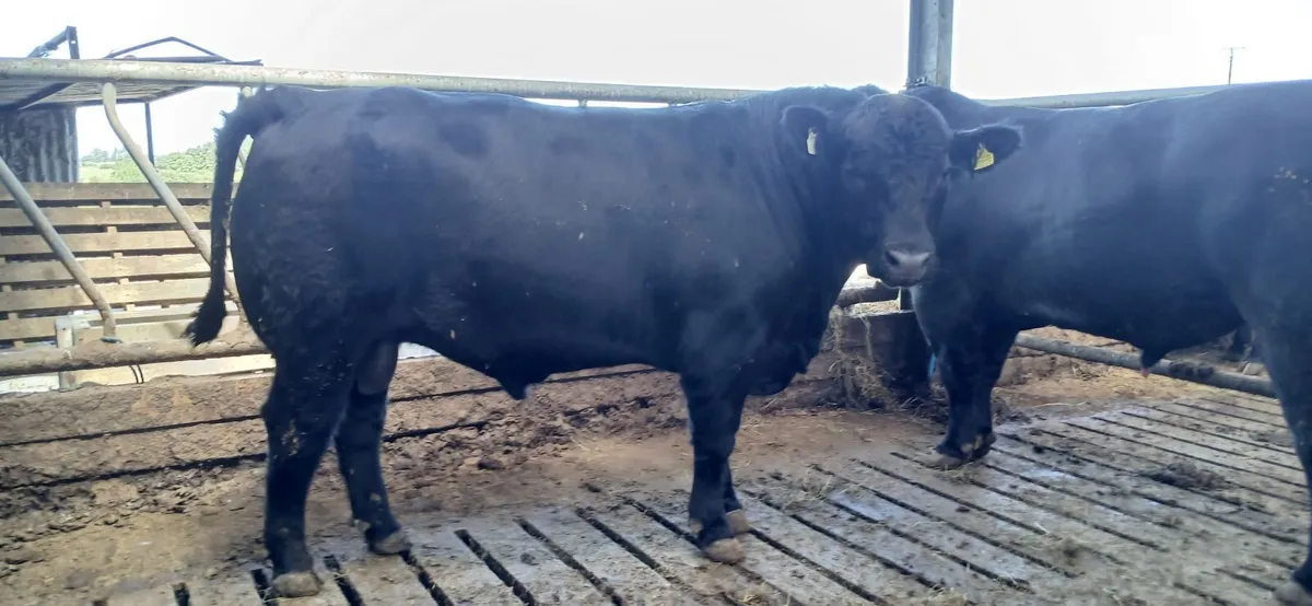PBR Angus Bull