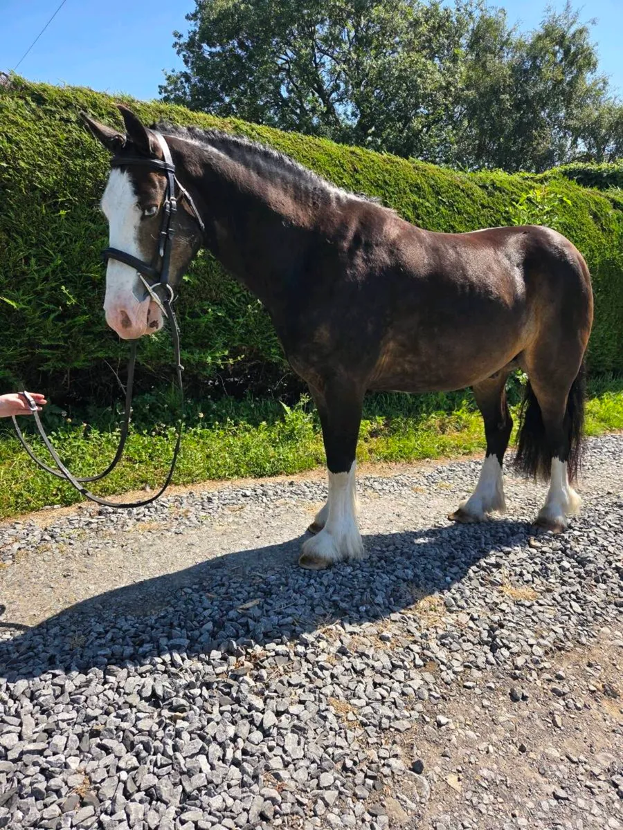 4yr old Cob Gelding - Image 3