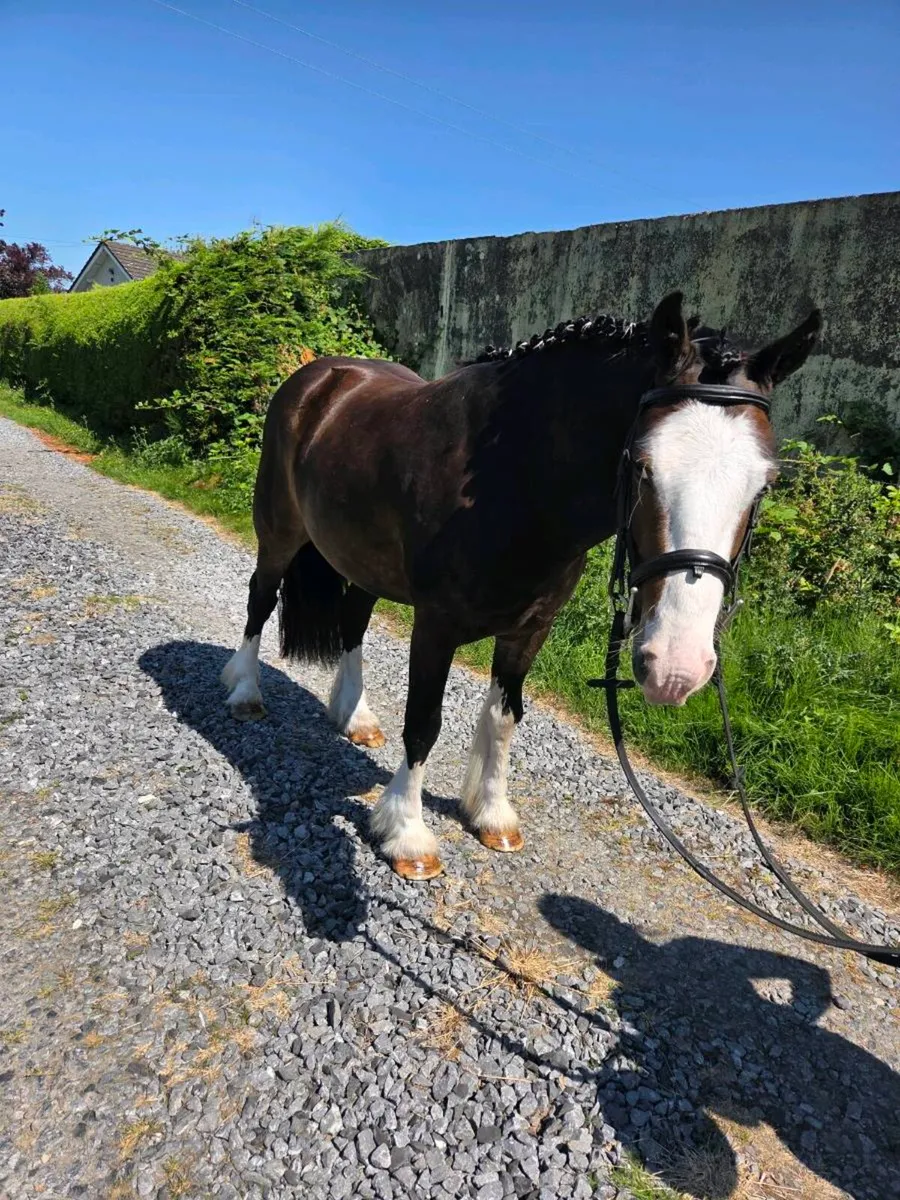 4yr old Cob Gelding - Image 2