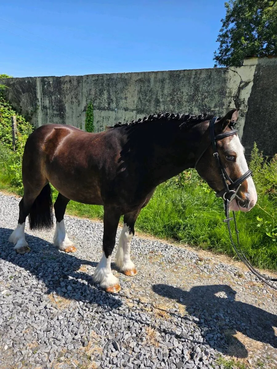 4yr old Cob Gelding - Image 4