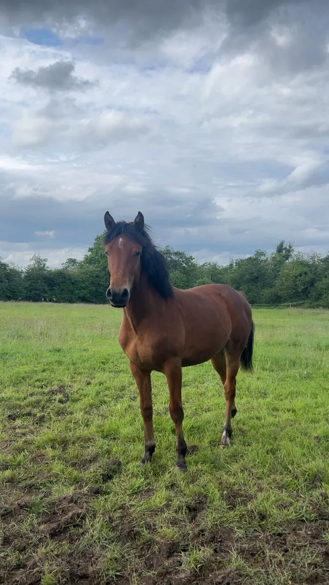 HANS filly for sale - Image 1