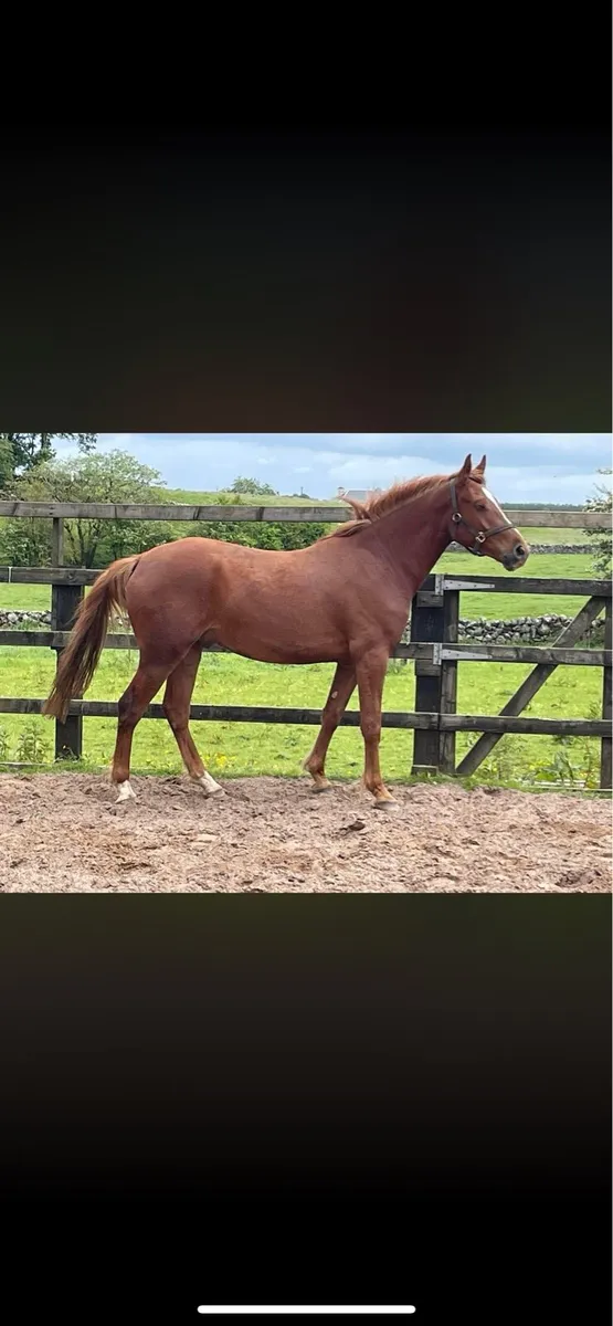 3 yr Gelding - Image 1