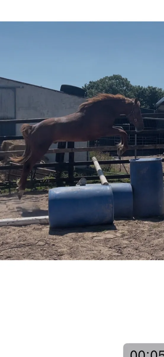3 yr Gelding - Image 2