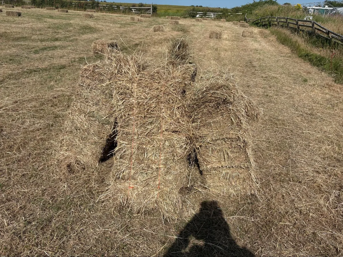 Hay small squares. - Image 1
