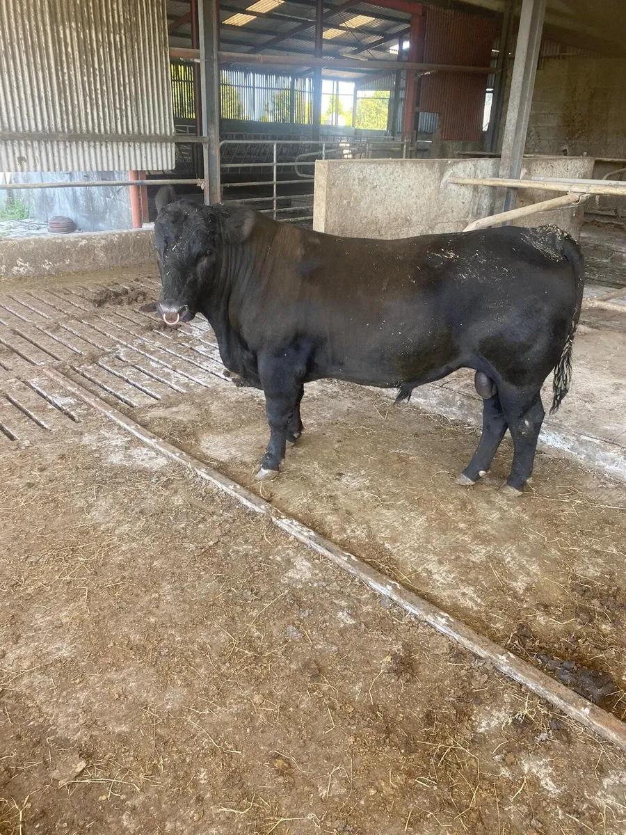 Pure bred Aberdeen angus - Image 1