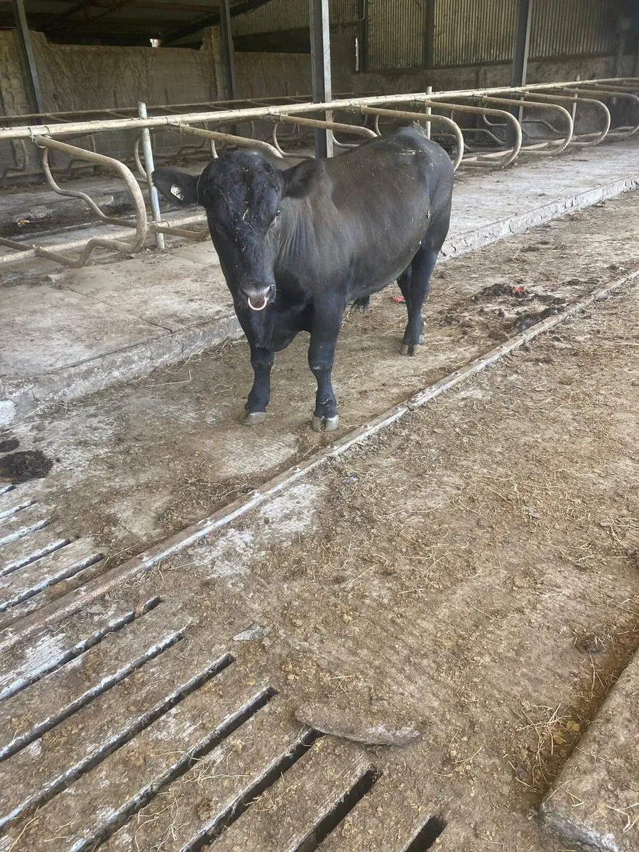 Pure bred Aberdeen angus - Image 2