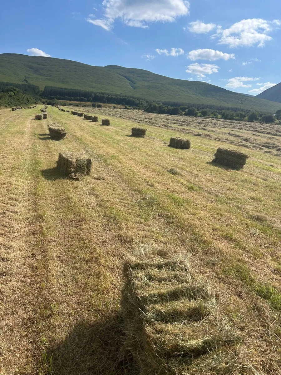 Hay For Sale - Image 2