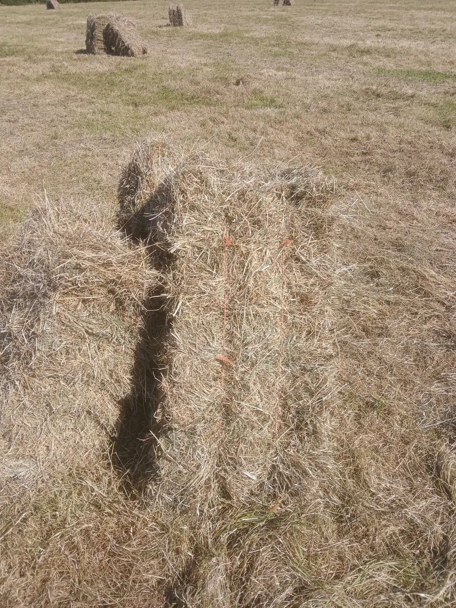 Square bales of hay - Image 3
