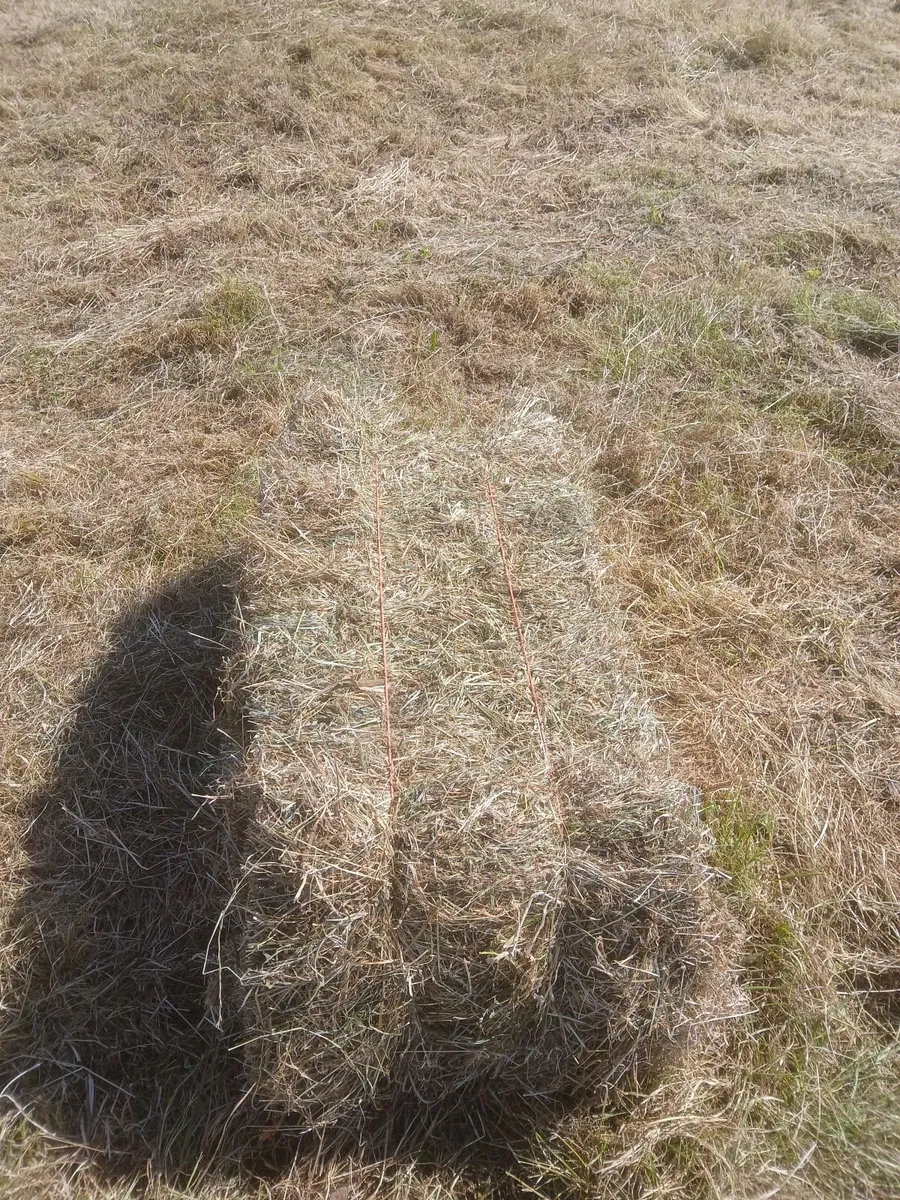 Square bales of hay - Image 4