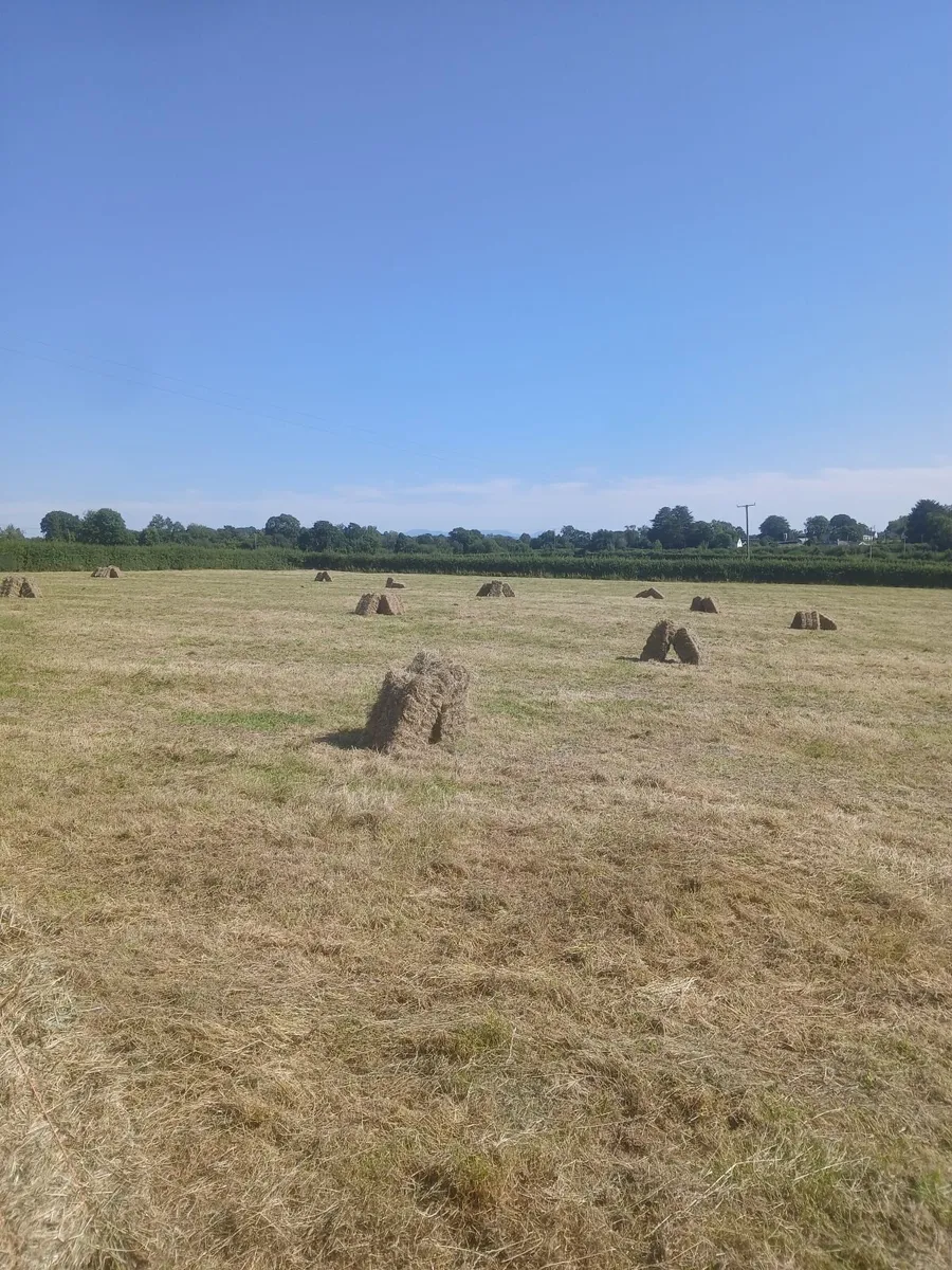Square bales of hay - Image 1