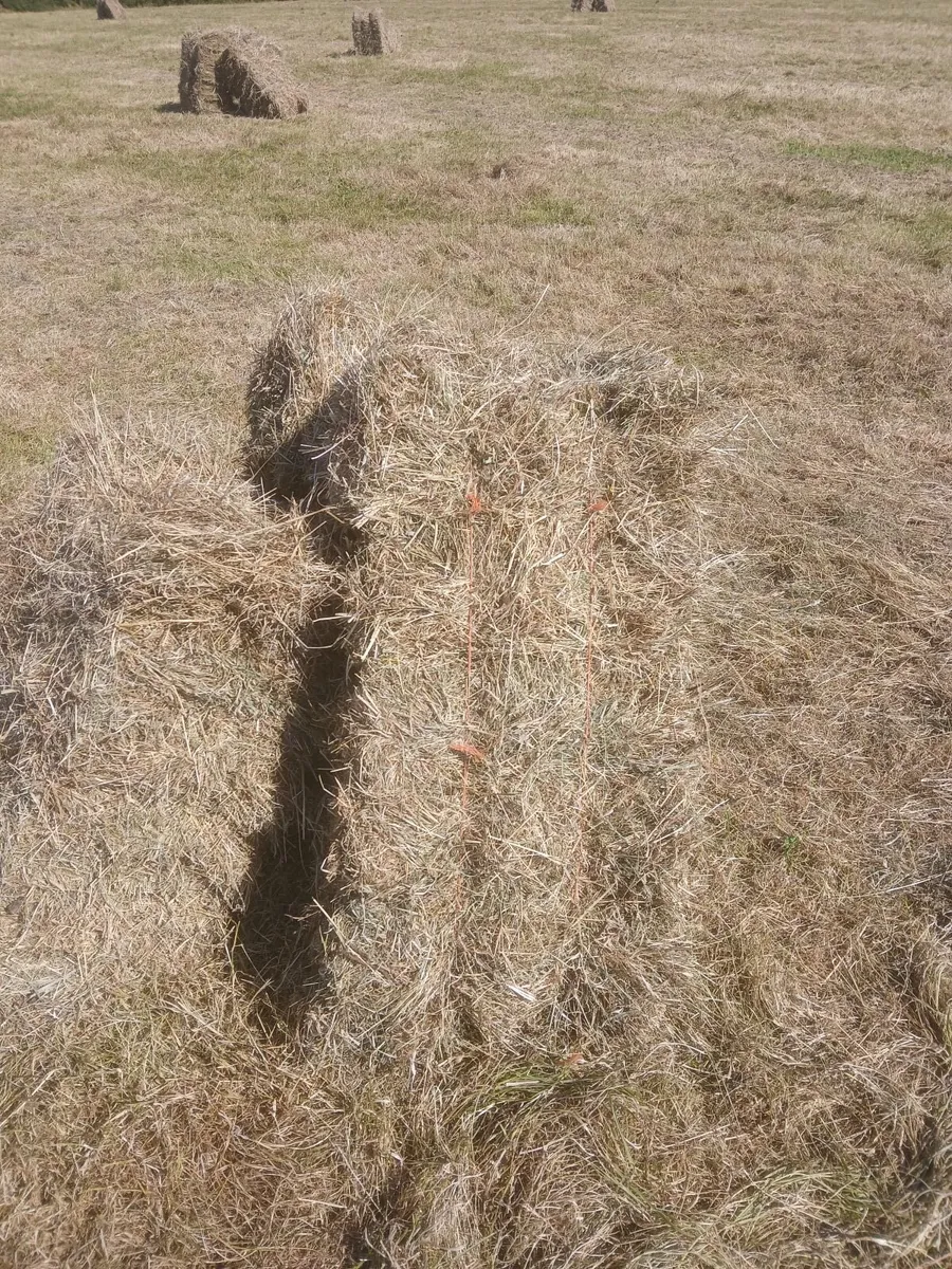 Square bales of hay - Image 2