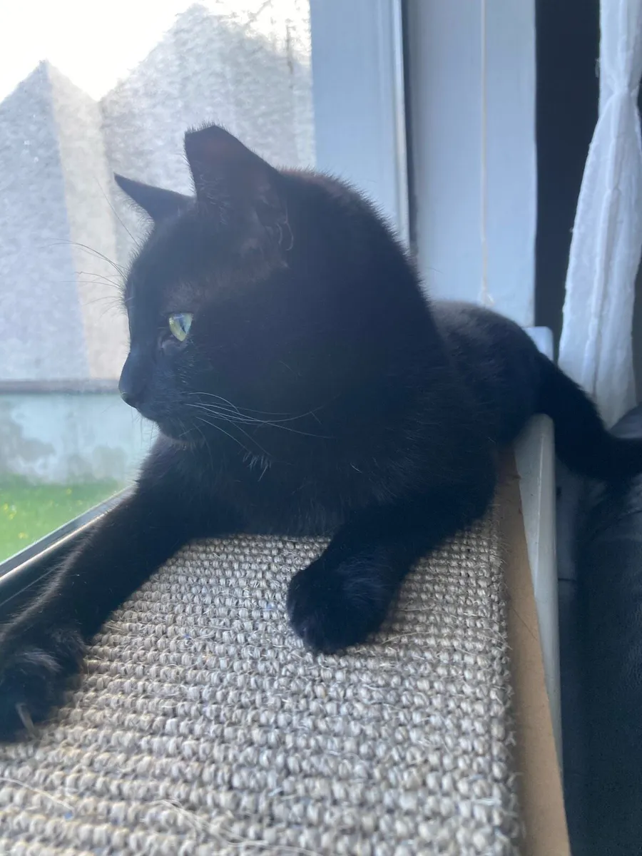 3 Cats - Image 3