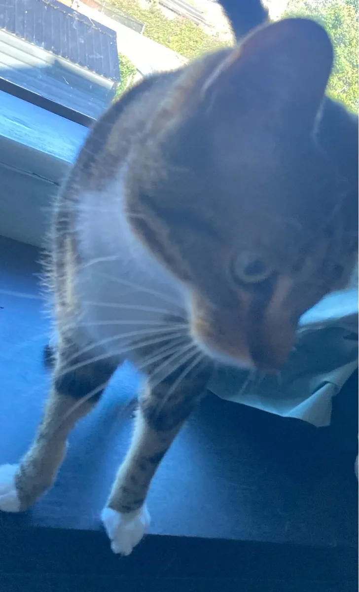 3 Cats - Image 2