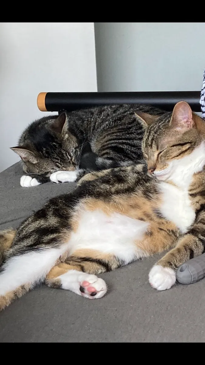 3 Cats - Image 4