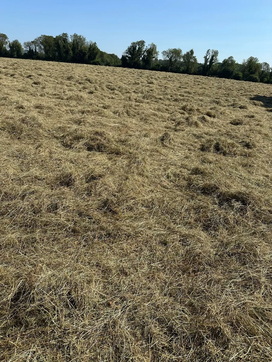 Haylage - Image 2