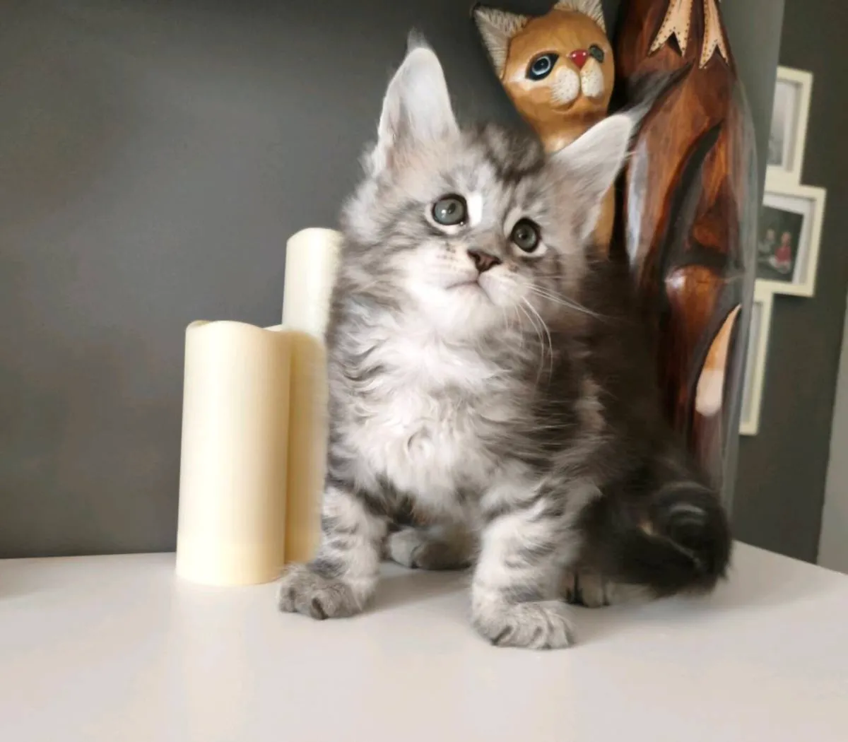 TICA registered Maine coon boy - Image 1