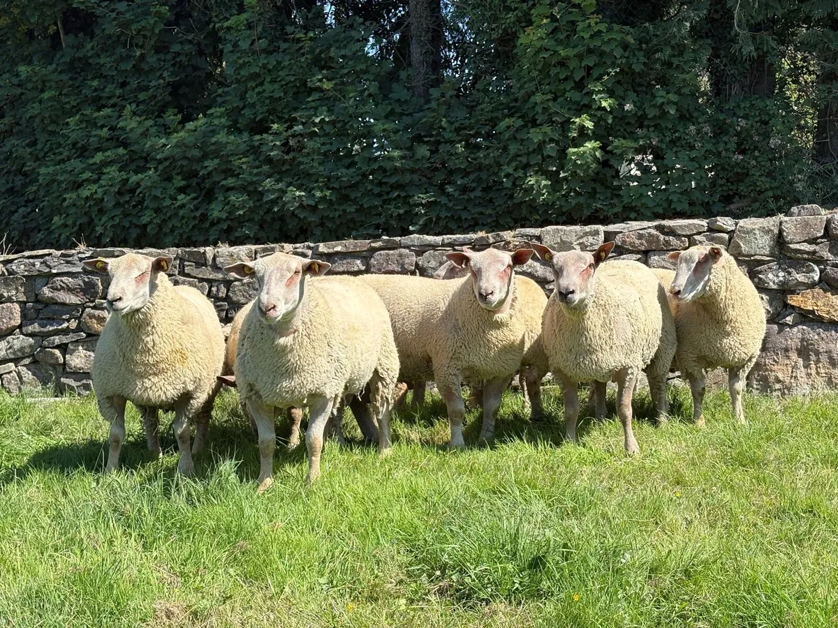 Charollais Ram Lambs - Image 1