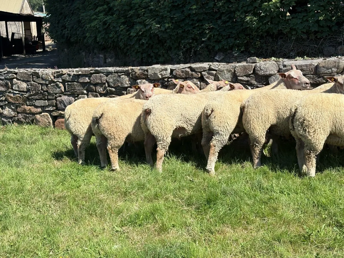 Charollais Ram Lambs - Image 2