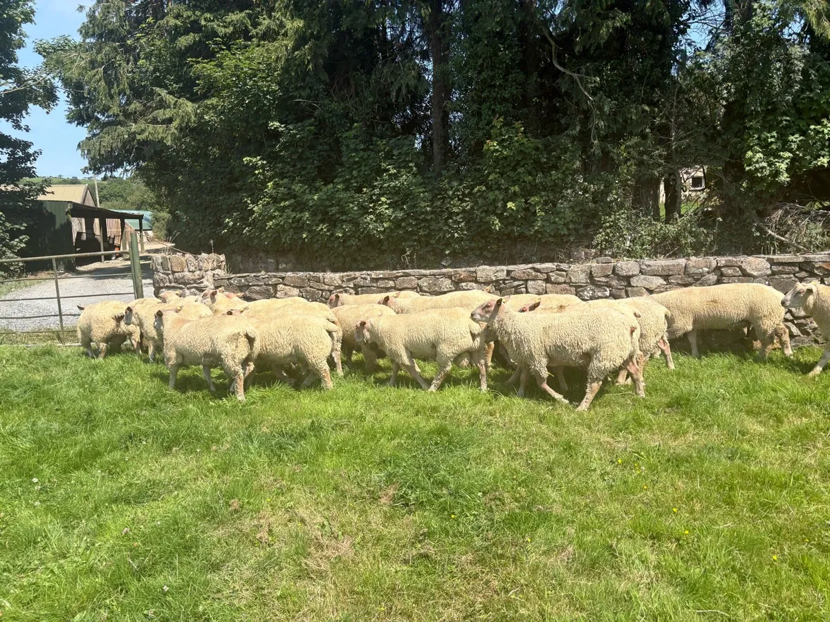 Charollais Ram Lambs - Image 3